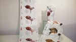 Sacmi’s webbed pouches Sacmi