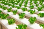 Engineering a circular food economy