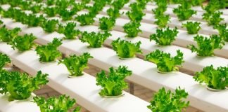 Engineering a circular food economy