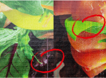 Isra Vision’s 100% inspection system available for digital printing