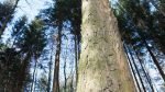 CO2-neutral products at Gallus by end of 2022 Photo Wald St. Gallen & Liechtenstein, waldsg.ch