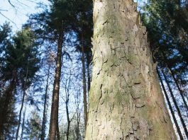 CO2-neutral products at Gallus by end of 2022 Photo Wald St. Gallen & Liechtenstein, waldsg.ch