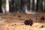 IIT Roorkee develops packaging material from pine needle waste