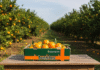 food waste