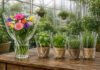 Sudpack Planova – Bio-based PLA film for fresh herbs and cut flowers Sudpack