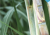 TotalEnergies Corbion publishes first sustainability report in PLA Industry TotalEnergies
