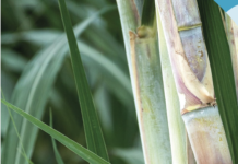 TotalEnergies Corbion publishes first sustainability report in PLA Industry TotalEnergies